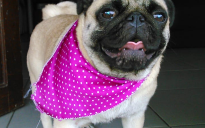 Pipoca
