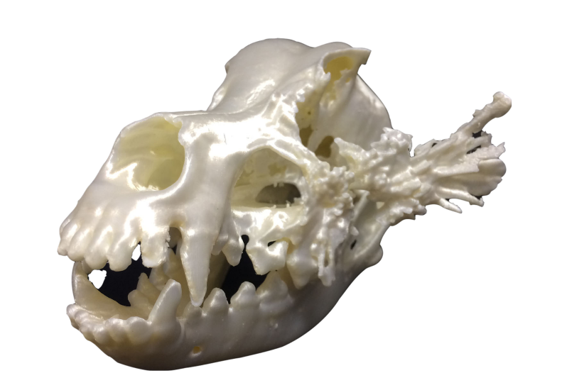 CaninoOncoPineal (1)