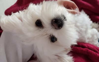 Tsuki