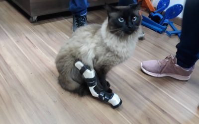 Gatinha Jú