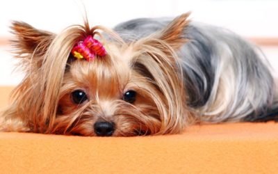 Prepare sua casa para pets com deficiência
