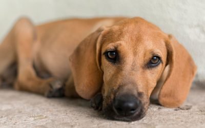 Pet com necessidade especial também merece um lar!