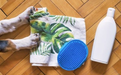 7 cuidados para pets com dificuldade de locomoção