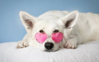Pets com deficiência e 5 mitos que você precisa conhecer