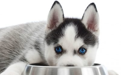 Alimentação de pets com necessidades especiais – saiba mais