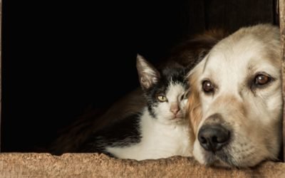 Cadeira de rodas para cão e gato: tire suas dúvidas