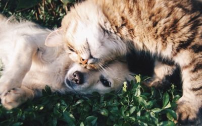 Como socializar pets especiais com outros animais