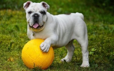 Atividades físicas para pets com deficiência – fáceis e saudáveis