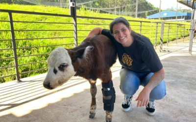 Nossa founder e CTO, Nathalia Castro Maciel , entregando a órtese 100% em impressão 3D para o bezerro Ferdinando.