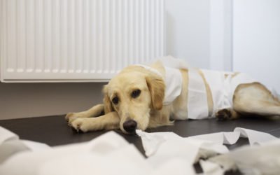 Cadeira de rodas para pets ajuda na hora do xixi e cocô?