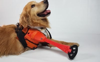 Próteses para cachorros: conforto e mobilidade